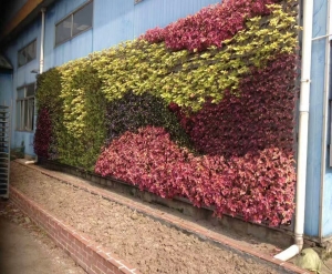江山大连室外植物墙