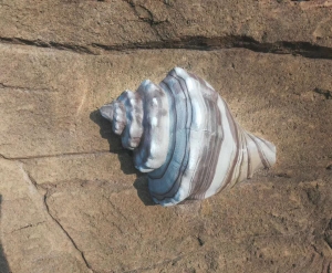 莱西水泥雕塑-海螺