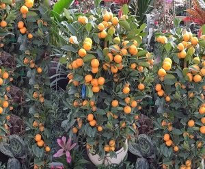 康定橘子树盆景