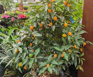 敦煌枣橘子树